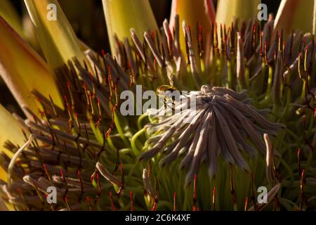 Gros plan de l'abeille qui débarque sur la fleur du roi protea. Banque D'Images