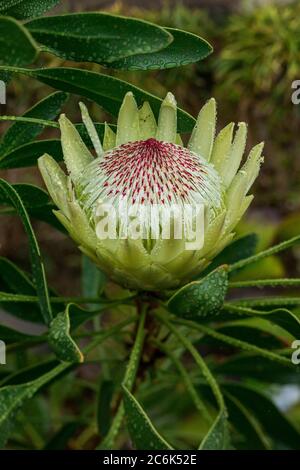Roi blanc protea avec centre rouge couvert dans les gouttes d'eau après la pluie. Banque D'Images