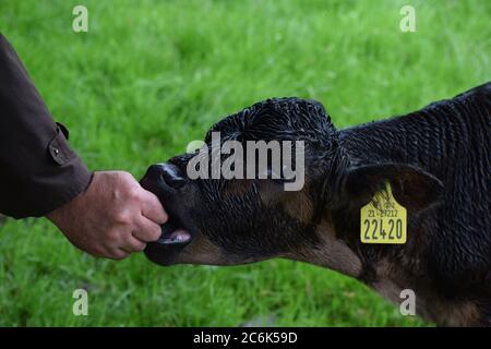 Tétée de veau sur les doigts des agriculteurs d'une ferme en Irlande Banque D'Images