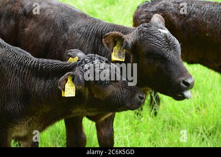 Deux veaux se taillent les uns les autres sur une ferme de Co. Laois, en Irlande Banque D'Images