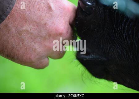 Tétée de veau sur les doigts des agriculteurs d'une ferme en Irlande Banque D'Images