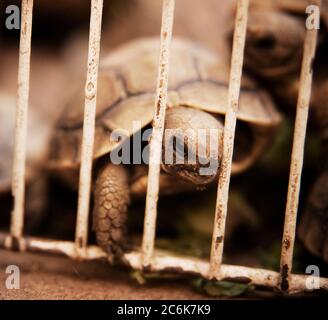 Tortues à vendre sur un marché de Fès, au Maroc Banque D'Images