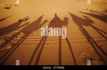 Ombres des dromadaires dans le désert au coucher du soleil, Sahara, Maroc Banque D'Images