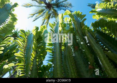 cactus Euphorbia trigona (arbre à lait africain) coup de feu de fond vers le haut contre le ciel et la couronne d'un palmier Banque D'Images