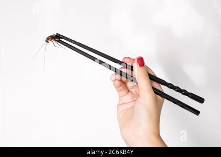 Contient un cafard avec des baguettes chinoises. Insectes comme nourriture. Concept de nourriture étrange exotique Banque D'Images