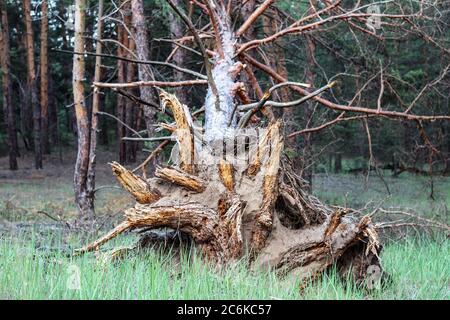 Un cliché centré de la racine d'un vieux arbre déchiré par un vent fort. Banque D'Images