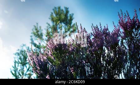 Fleurs d'été et santé. La bruyère de Bell, Erica (Calluna vulgaris) fleurit le rose au soleil Banque D'Images