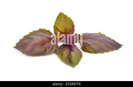 Un bouquet de feuilles de basilic opale foncé isolées sur fond blanc Banque D'Images