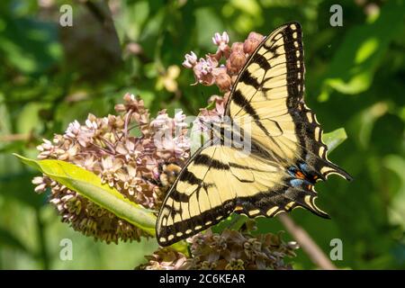 Papillon de la queue jaune de tigre de l'est sur une fleur de laitoued Banque D'Images