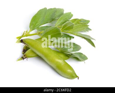 Vicia faba large haricot, Fava haricot, ou faba bean, couvrir la récolte de haricots de cheval. Fleurs isolées Banque D'Images