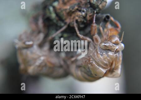 Cicada commune, Cicadoidée, coquille de mue, exuviae, accrochée sur un brousse de cour. Banque D'Images