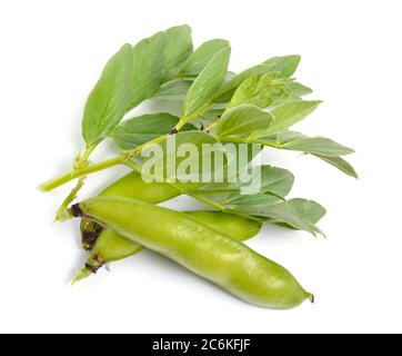 Vicia faba large haricot, Fava haricot, ou faba bean, couvrir la récolte de haricots de cheval. Fleurs isolées Banque D'Images