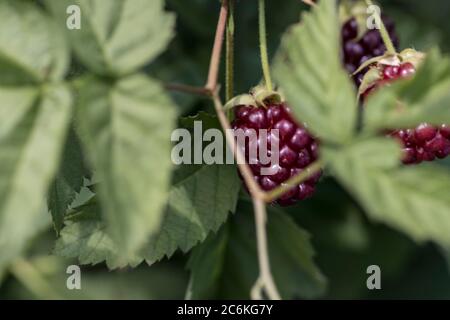 Mûres rouges et sauvages poussant sur la vigne dans le jardin. Baies mûres et non mûres sur la brousse Banque D'Images