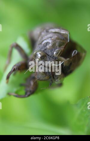 Cicada commune, Cicadoidée, coquille de mue, exuviae, accrochée sur un brousse de cour. Banque D'Images