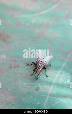 Une mouche domestique commune, Musca domestica, reposant sur une feuille de plante de citrouille. Banque D'Images