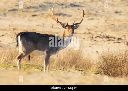 Flow cerf stag Dama Dama avec de grands fourmis foraging dans un paysage de dunes, foyer sélectif utilisé. Banque D'Images