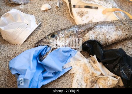 Déchets plastiques sur la bouche de poisson de morue morte, pollution des déchets médicaux jetables sur la côte sablonneuse de la mer, maladie du coronavirus Banque D'Images