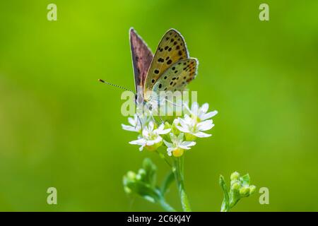 Papillon en cuivre soyeux Lycaena tityrus pollinisant sur une Marguerite d'œilleton en été. Banque D'Images