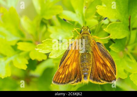 Gros plan d'un grand skipper Ochlodes sylvanus papillon sur une feuille verte, reposant. Banque D'Images