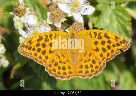 Gros plan d'un papillon fritillaire lavé à l'argent, Argynis pupia. Cette espèce a disparu en Hollande mais fait un retour les dernières années à venir Banque D'Images