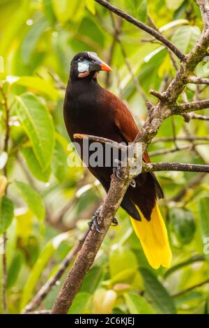 Montezuma oropendola (Psarocolius montezuma), Laguna del lagarto, Alajuela, Costa Rica Banque D'Images