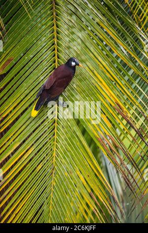 Montezuma oropendola (Psarocolius montezuma), Laguna del lagarto, Alajuela, Costa Rica Banque D'Images
