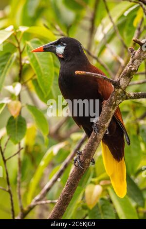 Montezuma oropendola (Psarocolius montezuma), Laguna del lagarto, Alajuela, Costa Rica Banque D'Images