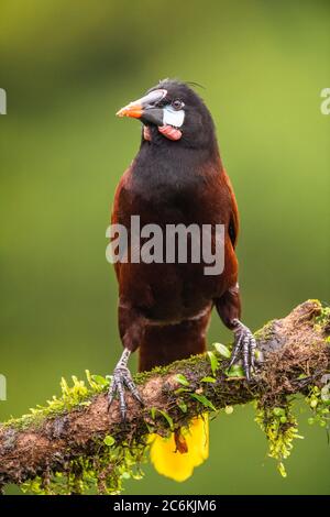 Montezuma oropendola (Psarocolius montezuma), Laguna del lagarto, Alajuela, Costa Rica Banque D'Images