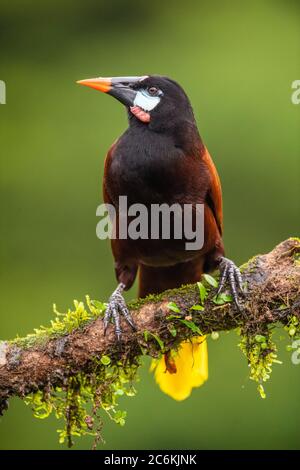 Montezuma oropendola (Psarocolius montezuma), Laguna del lagarto, Alajuela, Costa Rica Banque D'Images