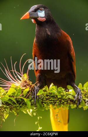 Montezuma oropendola (Psarocolius montezuma), Laguna del lagarto, Alajuela, Costa Rica Banque D'Images