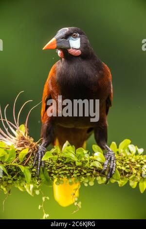 Montezuma oropendola (Psarocolius montezuma), Laguna del lagarto, Alajuela, Costa Rica Banque D'Images
