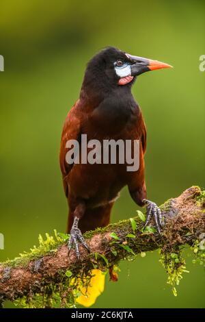 Montezuma oropendola (Psarocolius montezuma), Laguna del lagarto, Alajuela, Costa Rica Banque D'Images