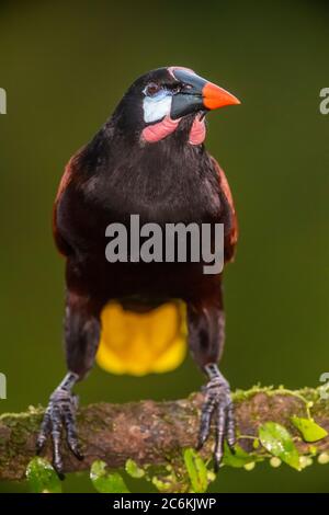 Montezuma oropendola (Psarocolius montezuma), Laguna del lagarto, Alajuela, Costa Rica Banque D'Images