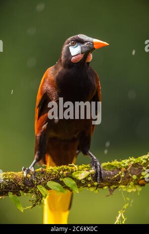 Montezuma oropendola (Psarocolius montezuma), Laguna del lagarto, Alajuela, Costa Rica Banque D'Images