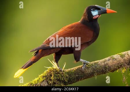 Montezuma oropendola (Psarocolius montezuma), Laguna del lagarto, Alajuela, Costa Rica Banque D'Images