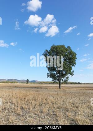 Paysage rural le long de la Carnarvon Highway dans le centre du Queensland en Australie Banque D'Images