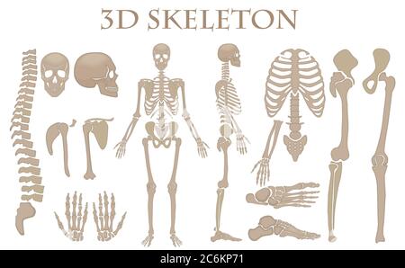 Human Bones 3d Realistic Vector Silhouette collection. Illustration helloween très détaillée Illustration de Vecteur