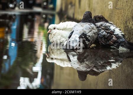 Pigeon blanc et pigeon gris baignade sur la rue eau de pluie avec réflexion sur l'eau claire . Columbidae est une famille d'oiseaux composée de pigeons et de dov Banque D'Images