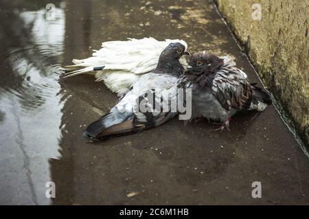 Pigeon blanc et pigeon gris baignade sur la rue eau de pluie avec réflexion sur l'eau claire . Columbidae est une famille d'oiseaux composée de pigeons et de dov Banque D'Images