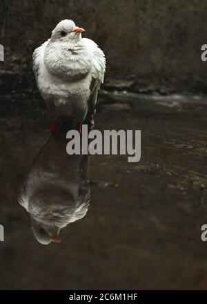 Pigeon blanc / bain et réflexion sur la pluie de la rue. Réflexion et baignade sur l'eau. Banque D'Images