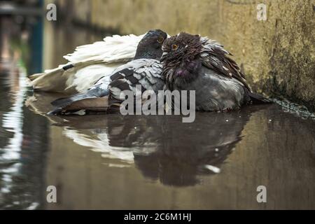 Pigeon blanc et pigeon gris baignade sur la rue eau de pluie avec réflexion sur l'eau claire . Columbidae est une famille d'oiseaux composée de pigeons et de dov Banque D'Images
