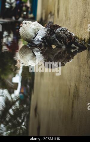 Pigeon blanc et pigeon gris baignade sur la rue eau de pluie avec réflexion sur l'eau claire . Columbidae est une famille d'oiseaux composée de pigeons et de dov Banque D'Images