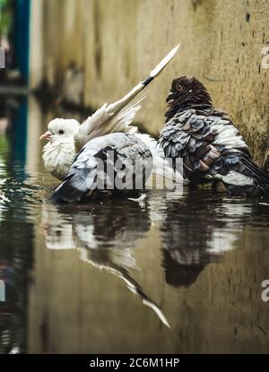Pigeon blanc et pigeon gris baignade sur la rue eau de pluie avec réflexion sur l'eau claire . Columbidae est une famille d'oiseaux composée de pigeons et de dov Banque D'Images