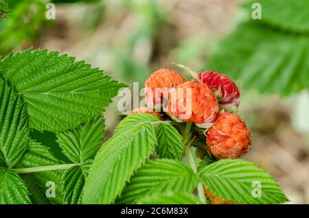 Bouquet de framboises noires non mûres Banque D'Images