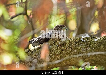 Un Hawk de Juvenile Cooper, alias Accipiter cooperii Banque D'Images