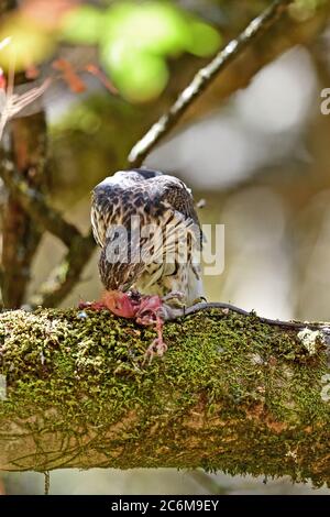 Un Hawk de Juvenile Cooper, alias Accipiter cooperii Banque D'Images