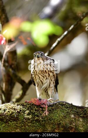 Un Hawk de Juvenile Cooper, alias Accipiter cooperii Banque D'Images