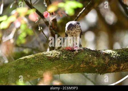 Un Hawk de Juvenile Cooper, alias Accipiter cooperii Banque D'Images