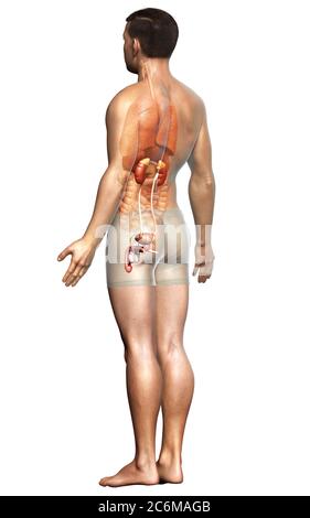 Médicalement, rendu 3d illustration de la reins précis Banque D'Images