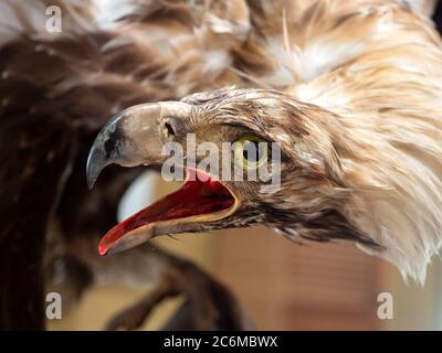 Spécimen d'aigle à queue de taxidermy Wedge Banque D'Images